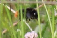 Bombus lapidarius