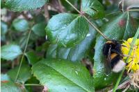 Bombus terrestris/lucorum