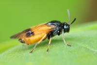 Arge cyanocrocea
