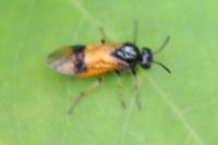 Arge cyanocrocea