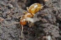 Lasius flavus