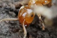 Lasius flavus