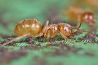 Lasius flavus