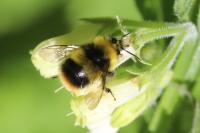 Bombus pratorum