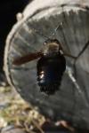 Xylocopa violacea