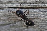 Dolichoderus quadripunctatus