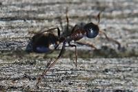 Dolichoderus quadripunctatus