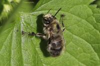 Anthophora plumipes