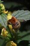Bombus pascuorum