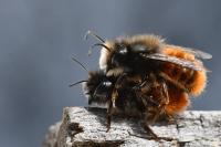 Osmia cornuta