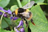 Bombus pratorum