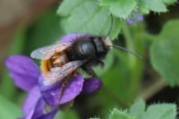 Osmia cornuta