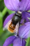 Osmia cornuta