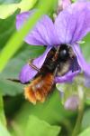 Osmia cornuta