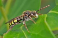 Nomada