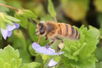 Apis mellifera