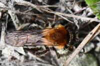 Andrena nitida