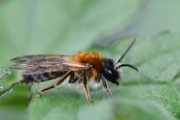 Andrena nitida