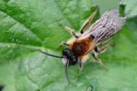 Andrena nitida