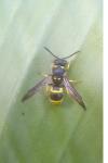 Ancistrocerus