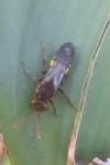 Nomada