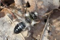 Andrena cineraria