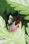 Andrena fulva