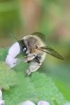 Anthophora plumipes