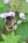 Anthophora plumipes