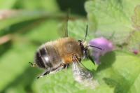 Anthophora plumipes