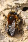 Anthophora retusa