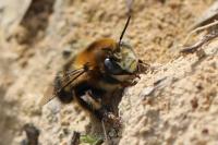 Anthophora retusa