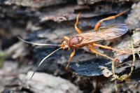 Lymantrichneumon disparis