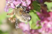 Anthophora plumipes
