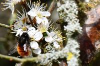 Osmia cornuta