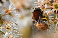 Andrena fulva