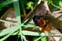 Andrena fulva
