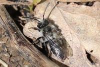 Andrena cineraria