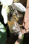 Anthophora plumipes