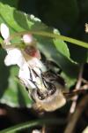 Anthophora plumipes