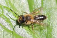 Andrena