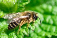 Andrena flavipes