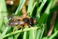 Andrena flavipes