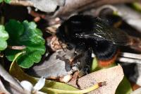 Bombus lapidarius