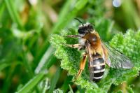 Andrena gravida