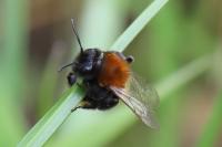 Andrena fulva