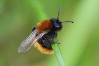 Andrena fulva