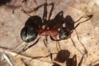 Formica