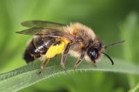 Andrena scotica