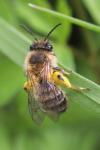 Andrena scotica